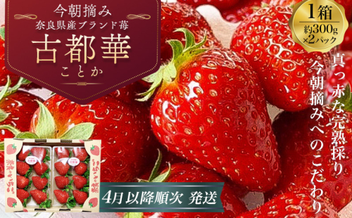 （冷蔵）【令和 7年 4月から順次発送】 古都華 300g×2 ／ 丸笑いちご園 今朝摘み フルーツ 苺 イチゴ 果物 新鮮 完熟 朝採り 高級 甘い 奈良県 葛城市 2034233 - 奈良県葛城市