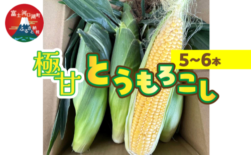 <2025年発送先行予約>極甘とうもろこし(5~6本) FEG001 2034345 - 山梨県富士河口湖町