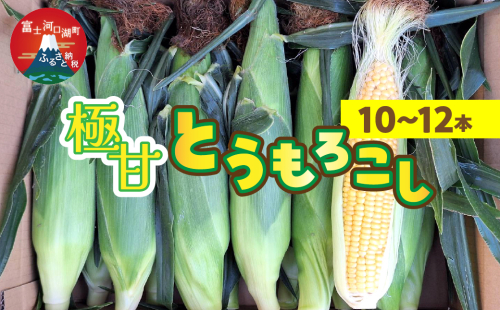<2025年発送先行予約>極甘とうもろこし(10~12本) FEG002 2034346 - 山梨県富士河口湖町