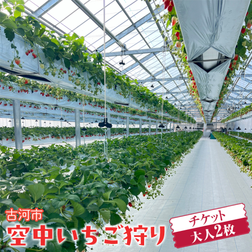 古河市 空中いちご狩り チケット 大人2枚 ｜ いちご イチゴ 苺 いちご狩り 白いちご 食べ放題 ※2025年4月下旬頃より順次発送予定 _FV01 2034363 - 茨城県古河市