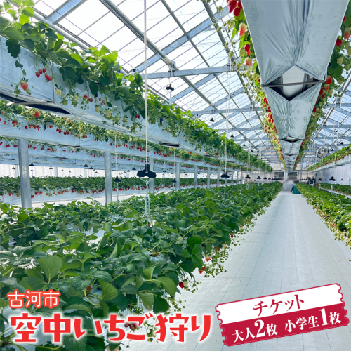 古河市 空中いちご狩り チケット 大人2枚 小学生1枚 ｜ いちご イチゴ 苺 いちご狩り 白いちご 食べ放題 ※2025年4月下旬頃より順次発送予定 _FV02 2034364 - 茨城県古河市