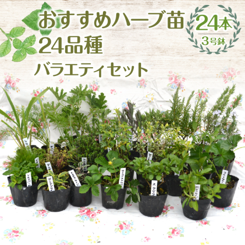 【ハーブショップYOU'樹】おすすめハーブ苗3号ポット24種バラエティセット SWBE015 2034370 - 山梨県昭和町