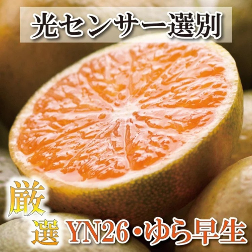 〈10月より発送〉ゆら早生 プレミアム有田みかん 10kg+250g（傷み補償分） ｜ 柑橘 果物 フルーツ 糖度 甘い 濃厚 コク ジューシー 光センサー ※北海道・沖縄・離島への配送不可 ※2025年10月上旬～11月中旬頃に順次発送予定 2034514 - 和歌山県美浜町