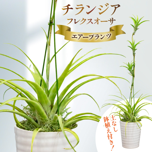 AI176 鉢植えで飾る チランジア フレクスオーサ  [ 観葉植物 インテリア エアープランツ エアプランツ 鉢植え 植物 ガーデン グリーン おしゃれ 北尾洋蘭園 長崎県 島原市 ] 2034948 - 長崎県島原市