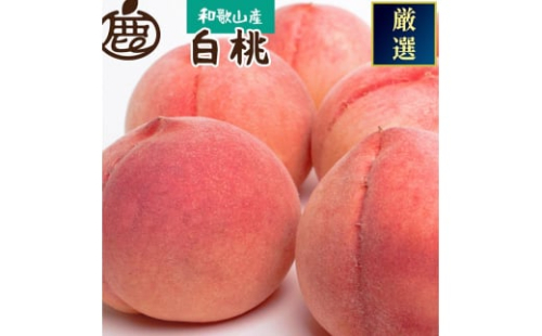 和歌山の厳選白桃 約4kg ｜ 白鳳・清水白桃・川中島・もも・はくとう【化粧箱入り】 ※北海道・沖縄・離島への配送不可 ※2025年7月上旬～7月下旬頃に順次発送予定 2037123 - 和歌山県美浜町