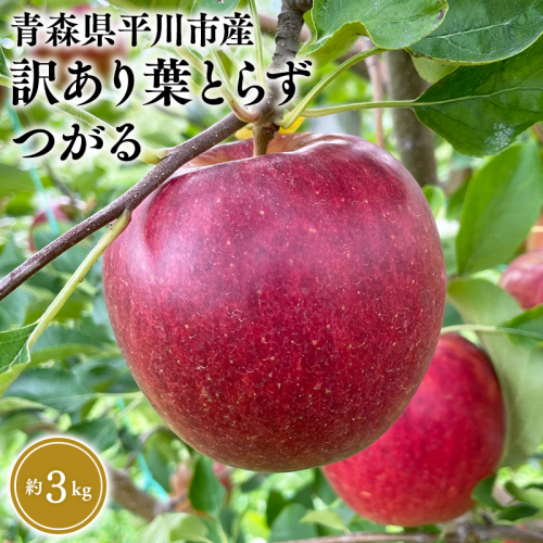 8月下旬～発送　 訳あり 葉取らずつがる約3kg(家庭用)【なるみ農園・青森りんご・平川市産・数量限定】 2041231 - 青森県平川市