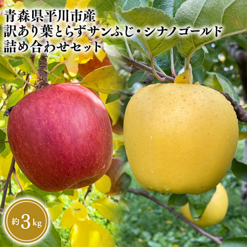 12月上旬～発送　 訳あり 葉とらずサンふじ・シナノゴールド詰め合わせセット約3kg(家庭用)【なるみ農園・青森りんご・平川市産・詰め合わせ・数量限定】 2041252 - 青森県平川市