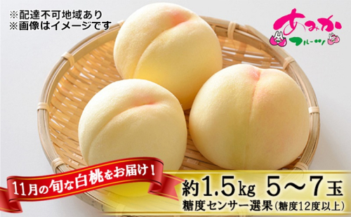 桃 2025年 先行予約 11月の旬な 白桃 冬桃 をお届け！約1.5kg 5～7玉 糖度センサー選果 糖度12度以上 もも モモ 岡山県 赤磐市産 国産 フルーツ 果物 ギフト あみかフルーツ　岡山 旬の桃 少し小ぶり 2041487 - 岡山県赤磐市
