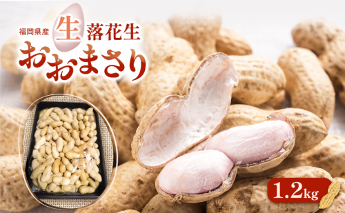 落花生 福岡県産 生落花生 おおまさり 1.2kg ※配送不可:離島 2042662 - 福岡県大刀洗町