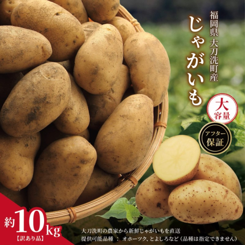 訳あり 大容量 福岡県 大刀洗町産 じゃがいも 約10kg 野菜 ジャガイモ 2043158 - 福岡県大刀洗町