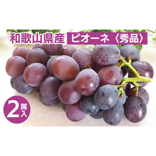 ◆先行予約◆ 和歌山県産 ピオーネ 2房入り〈秀品〉 ※2025年8月下旬～9月上旬頃に順次発送予定 ※離島への配送不可 2043421 - 和歌山県美浜町