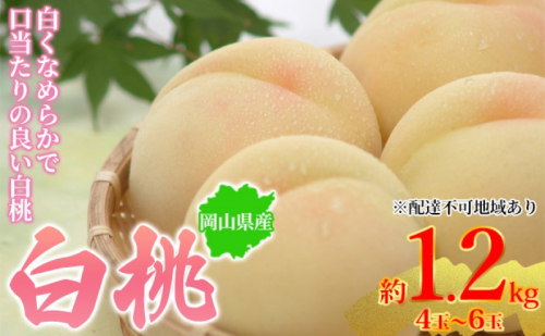 桃 2025年先行予約 岡山県産 白桃 約1.2kg 4～6玉 お届け 7月上旬～7月下旬 2045359 - 岡山県玉野市