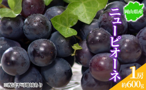 ぶどう 2025年先行予約 ニューピオーネ 1房 約600g 岡山県産 お届け 9月上旬～10月中旬 2045362 - 岡山県玉野市
