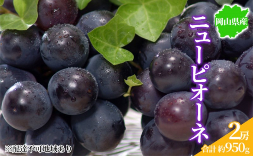 ぶどう 2025年先行予約 ニューピオーネ 2房 約950g 岡山県産 お届け 9月上旬～10月中旬 2045363 - 岡山県玉野市