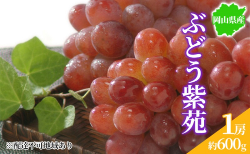 ぶどう 2025年先行予約 紫苑 1房 約600g 岡山県産 お届け 11月上旬～11月下旬 2045367 - 岡山県玉野市