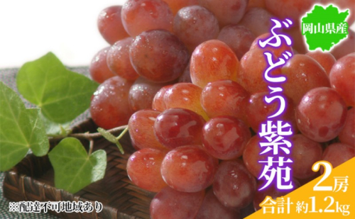 ぶどう 2025年先行予約 紫苑 2房 約1.2kg 岡山県産 お届け 11月上旬～11月下旬 2045368 - 岡山県玉野市