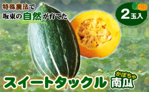 No.844 特殊農法で坂東の自然が育てた「スイートタックル南瓜」2玉入 / かぼちゃ カボチャ 貴重 ユニーク 高糖度 品質 スイーツかぼちゃ 野菜 茨城県 特産品 2045391 - 茨城県坂東市
