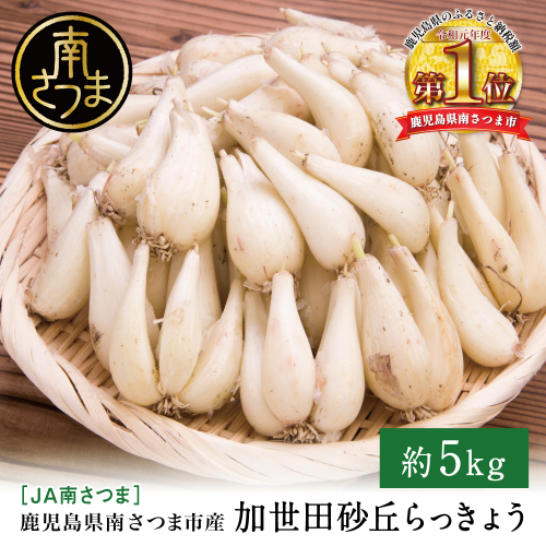 ◆5月中旬発送開始◆【鹿児島県南さつま市産】加世田砂丘らっきょう 約5kg ラッキョウ サラダ 天ぷら かき揚げ 酢味噌 特産品 野菜 旬 期間限定 JA 南さつま市 2048552 - 鹿児島県南さつま市