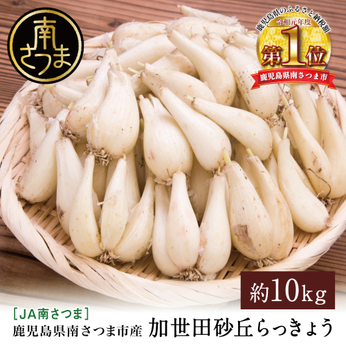 ◆5月中旬発送開始◆【鹿児島県南さつま市産】加世田砂丘らっきょう 約10kg ラッキョウ サラダ 天ぷら かき揚げ 酢味噌 特産品 野菜 旬 期間限定 JA 南さつま市 2048556 - 鹿児島県南さつま市