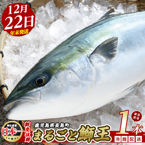 【2025年12月22日発送】テレビで紹介ぶりの王様「 鰤王 」 まるごと 1本 （約4.5kg） ラウンド 先行予約 産地直送 長島町 特産品 ブランド 鰤 冷蔵 ふるさと納税 ぶり 刺身 ぶりしゃぶ ぶり大根 海鮮丼 年末年始発送 【JFA】jfa-7r-1222 2048578 - 鹿児島県長島町