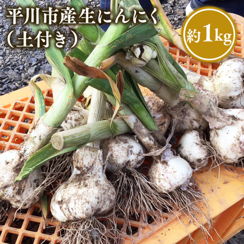 【6月下旬~7月下旬発送】青森県平川市産 土付き生にんにく約1kg 2048644 - 青森県平川市
