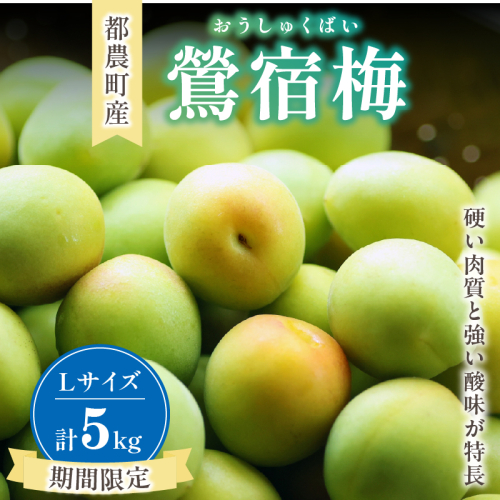 先行予約≪期間限定≫都農町産「鶯宿梅(Lサイズ)」計5kg 梅 梅干し 果物 国産_T008-014 2059069 - 宮崎県都農町
