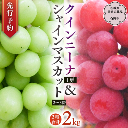 【 2025年9月上旬発送開始 】 クインニーナ ＆ シャインマスカット 詰め合わせ 約2kg (茨城県共通返礼品 石岡市） 開田ぶどう園 産地直送 フルーツ 甘い 直送 茨城 限定 ギフト ぶどう クインニーナ シャインマスカット 果物 [DO008sa] 2060369 - 茨城県桜川市