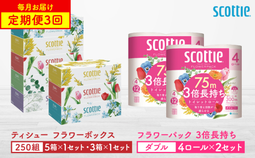 【定期便3回】【毎月1回お届け】【スコッティ】ティシュー フラワーボックス 250組（5箱パック×1セット・3箱パック×1セット）＋フラワーパック 3倍長持ち（4ロール(ダブル)パックx2セット）ティッシュ トイレットペーパー 日用品 2061995 - 熊本県八代市