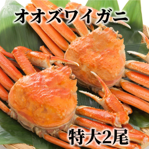 15-289 北海道産　特大ボイルオオズワイガニ姿　２尾　計1.5ｋｇ内外 2065264 - 北海道紋別市