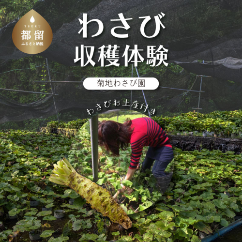 わさび収穫体験(わさびお土産付き) 2065351 - 山梨県都留市