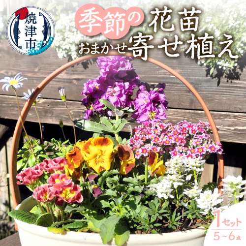 a10-1174　季節のおまかせ寄せ植えバスケット 2066076 - 静岡県焼津市