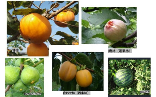 【先行予約】山陰浜田の無花果「キング」ほか果物５種セット【定期便】 【113_2056】 2066308 - 島根県浜田市