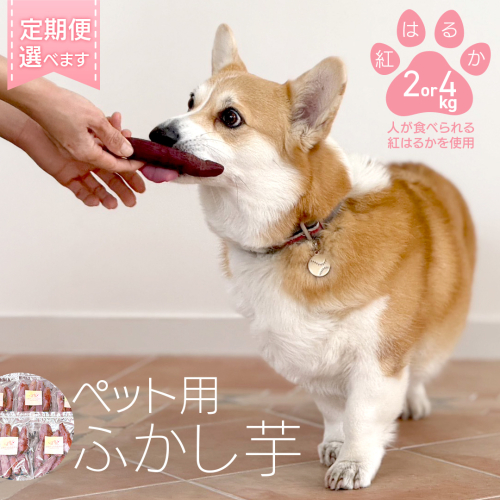 【選べる回数 / 内容量】ペットおやつ ペット用 ふかし芋 小芋 紅はるか 2kg 4kg ペット 芋 いも おやつ 動物 ペットフード 犬 猫 間食 ヘルシー オヤツ ふるさと納税 定期便 3ヵ月 6ヵ月 12ヵ月 2066473 - 茨城県八千代町