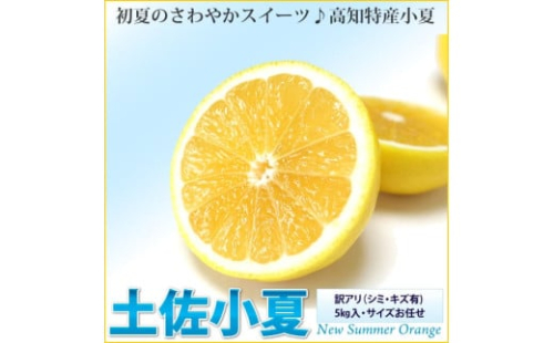 訳あり 土佐小夏 5kg 5キロ サイズお任せ こなつ コナツ 柑橘 かんきつ 柑橘類 フルーツ 果物 くだもの デザート おやつ ジュース ジャム 美味しい 家庭用 ご自宅用 訳アリ 2068590 - 高知県芸西村