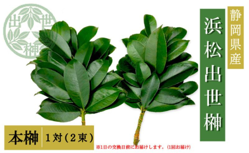 榊 浜松出世榊 本榊 純国産 1対（2束）※1日交換に間に合うように配送 国内産 日持ち 大きい 艶やか 肥料のみ使用 農薬不使用 浜松市 静岡県 2069264 - 静岡県浜松市