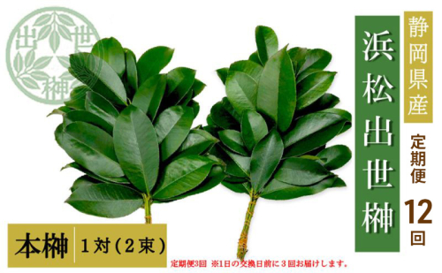 【定期便12回】榊 浜松出世榊 本榊 純国産 1対（2束）×12回※1日交換に間に合うように配送 国内産 日持ち 大きい 艶やか 肥料のみ使用 農薬不使用 定期便 浜松市 静岡県 2069269 - 静岡県浜松市
