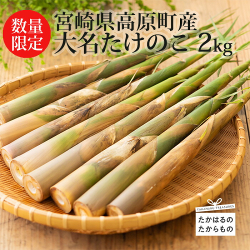【期間限定・数量限定】《旬の味わい》宮崎県高原町産「大名たけのこ」約2kg 国産の筍をお届け! [ワンストップオンライン対応] TF0409-P00036 2069576 - 宮崎県高原町