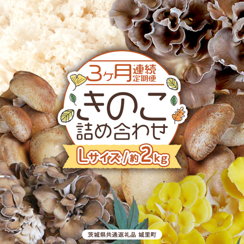 《 ３ヶ月 連続定期便 》 きのこ の 詰め合わせ Lサイズ 約2kg （茨城県共通返礼品 城里町） 定期便 キノコ 舞茸 あわび茸 たもぎ茸 しいたけ 花びら茸 セット 鍋 炒め物 [CX007sa] 2069612 - 茨城県桜川市