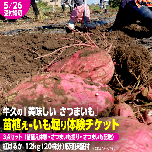 牛久 の『美味しい さつまいも』苗植え・収穫体験付【 苗植え体験 ・ さつまいも掘り ・ 配送付 】3点セット の 体験チケット ( 紅はるか 12kg収穫保証付 ) 体験 収穫 野菜 やさい 芋堀 いもほり 紅はるか 2070945 - 茨城県牛久市