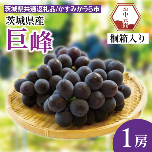【先行予約】【お中元】巨峰 桐箱入り 1房（茨城県共通返礼品：かすみがうら市）（CD181） 2073238 - 茨城県大子町