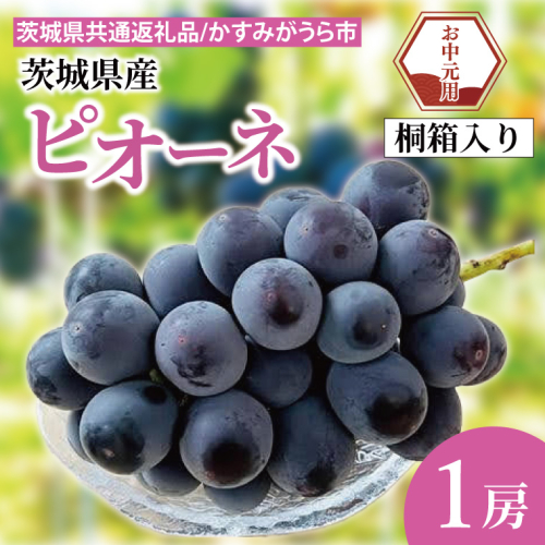 【先行予約】【お中元】ピオーネ 桐箱入り 1房（茨城県共通返礼品：かすみがうら市）（CD185） 2073250 - 茨城県大子町