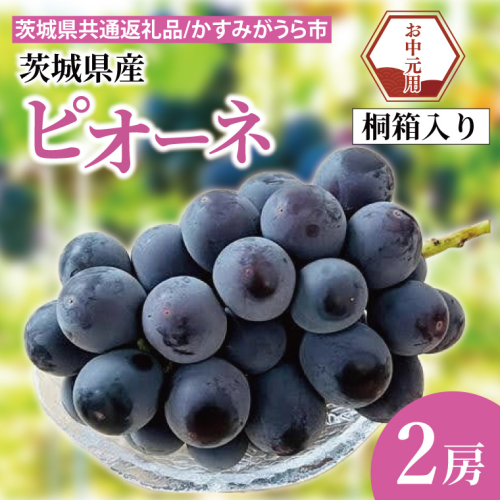【先行予約】【お中元】ピオーネ 桐箱入り 2房（茨城県共通返礼品：かすみがうら市）（CD186） 2073309 - 茨城県大子町