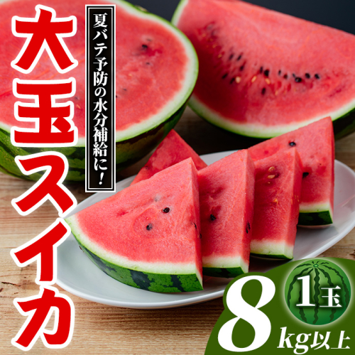 大玉スイカ(1玉・8kg以上) 国産 九州産 鹿児島産 すいか スイカ 西瓜 フルーツ 果物 デザート 夏 旬 水分補給 夏バテ予防 熱中症対策 【株式会社マキオ】a-14-56-z 2074183 - 鹿児島県阿久根市