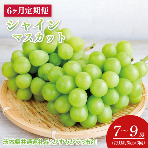 【先行予約】【2025年8月より発送開始】【6ヶ月定期便】6か月連続 シャインマスカット　毎月約5kg  (7〜9房）（茨城県共通返礼品：かすみがうら市産）｜シャインマスカット マスカット ぶどう 果物 フルーツ くだもの 定期便 フルーツ定期便 共通返礼品 先行予約 数量限定 茨城県 かすみがうら市産 大子町(CD150) 2077829 - 茨城県大子町