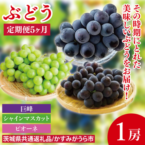 【先行予約】【2025年8月より発送開始】【5ヶ月定期便】ぶどうの定期便5か月　500g×1房（茨城県共通返礼品：かすみがうら市産）｜ぶどう 果物 フルーツ くだもの 定期便 フルーツ定期便 共通返礼品 先行予約 数量限定 茨城県 かすみがうら市産 大子町(CD151) 2077830 - 茨城県大子町