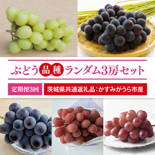 【先行予約】【2025年8月より発送開始】【3ヶ月定期便】ぶどう 品種ランダム3房セット （茨城県共通返礼品：かすみがうら市産）｜ぶどう 果物 フルーツ くだもの 定期便 フルーツ定期便 共通返礼品 先行予約 数量限定 茨城県 かすみがうら市産 大子町(CD156) 2077838 - 茨城県大子町