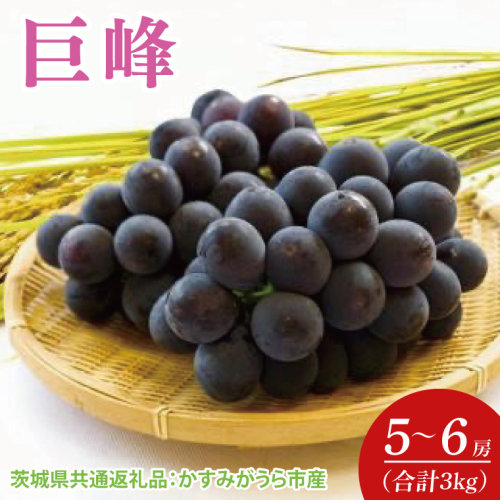 【先行予約】【2025年7月より発送開始】巨峰 3kg(5〜6房)（茨城県共通返礼品：かすみがうら市産）｜ぶどう 巨峰 果物 フルーツ くだもの 共通返礼品 先行予約 数量限定 茨城県 かすみがうら市産 大子町(CD158) 2077839 - 茨城県大子町