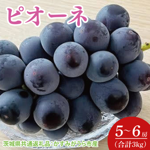 【先行予約】【2025年7月より発送開始】ピオーネ 3kg(5〜6房)（茨城県共通返礼品：かすみがうら市産）｜ぶどう ピオーネ 果物 フルーツ くだもの 共通返礼品 先行予約 数量限定 茨城県 かすみがうら市産 大子町(CD159) 2077840 - 茨城県大子町