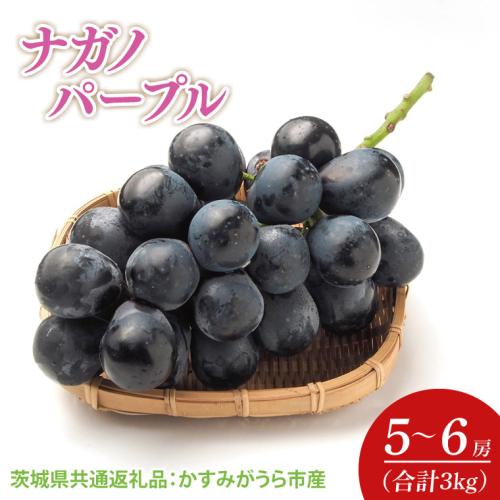 【先行予約】【2025年7月より発送開始】ナガノパープル 3kg(5〜6房)（茨城県共通返礼品：かすみがうら市産）｜ぶどう ナガノパープル 果物 フルーツ くだもの 共通返礼品 先行予約 数量限定 茨城県 かすみがうら市産 大子町(CD160) 2077876 - 茨城県大子町