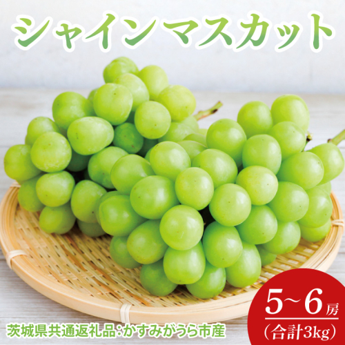 【先行予約】【2025年7月より発送開始】シャインマスカット 3kg(5〜6房)（茨城県共通返礼品：かすみがうら市産）｜シャインマスカット マスカット ぶどう 果物 フルーツ くだもの 共通返礼品 先行予約 数量限定 茨城県 かすみがうら市産 大子町(CD161) 2077877 - 茨城県大子町